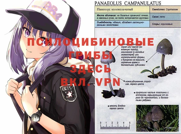 apvp Алзамай